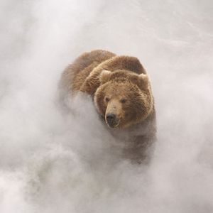 Photo Terre des Ours