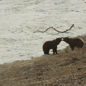 Photo Terre des Ours
