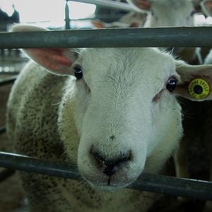 Photo Les petits gars de la campagne