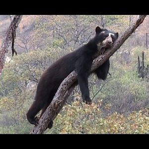 Photo Chaparri, les sept ours de la montagne sacrée