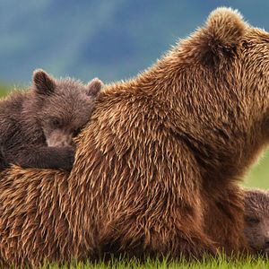 Photo Grizzly