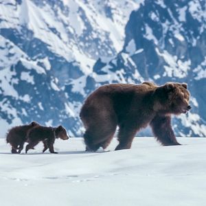 Photo Grizzly