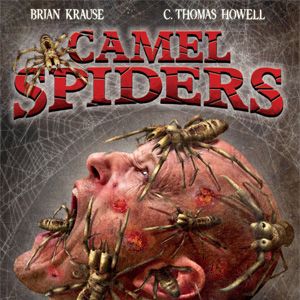 Photo Camel Spiders