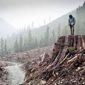 Photo If a Tree Falls : A Story of the Earth Liberation Front