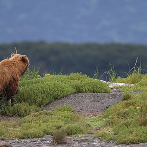 Photo Grizzly