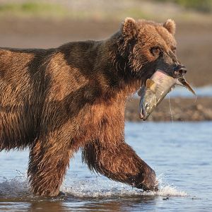 Photo Grizzly