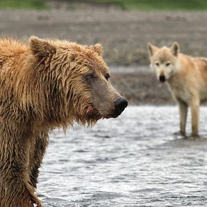 Photo Grizzly