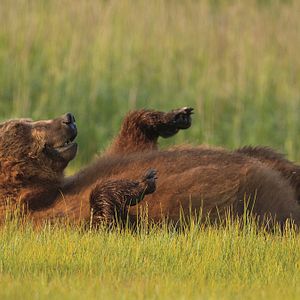 Photo Grizzly