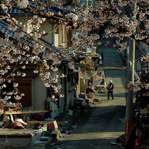 Photo Le Tsunami et les cerisiers en fleurs
