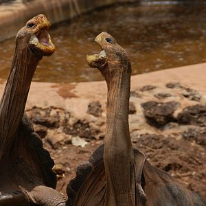 Photo The Galapagos Affair: Satan Came To Eden