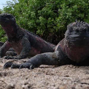 Photo The Galapagos Affair: Satan Came To Eden
