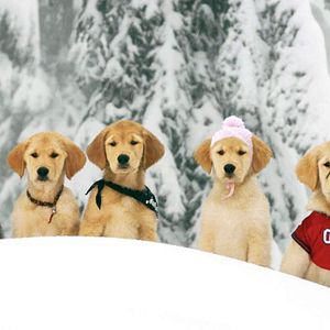 Photo Les Copains des neiges
