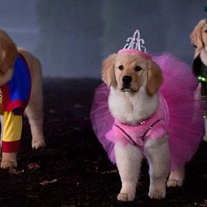 Photo Les Copains et la légende du chien maudit