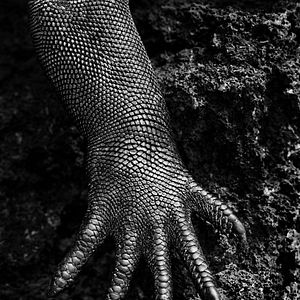 Photo Le Sel de la terre