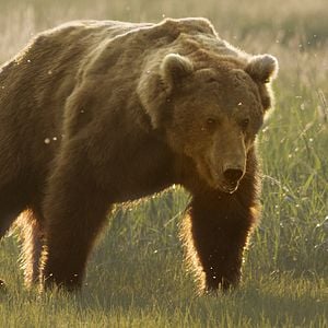 Photo Grizzly