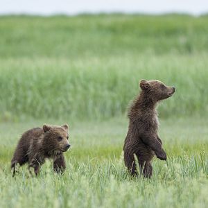 Photo Grizzly