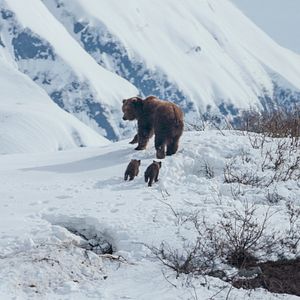 Photo Grizzly
