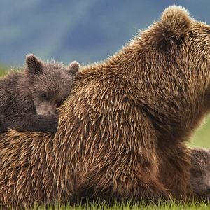 Photo Grizzly