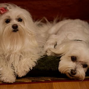 Photo Les 3 chiens Mousquetaires