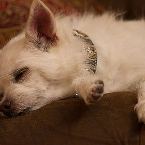 Photo Les 3 chiens Mousquetaires