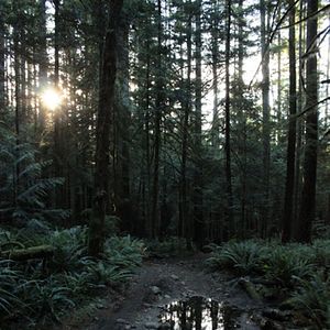 Photo Au cœur de la forêt du Sasquatch