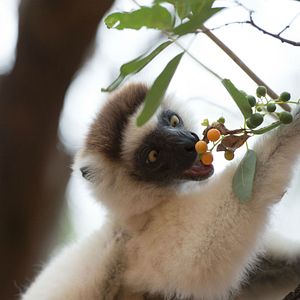 Photo Madagascar, l'île des Lémuriens