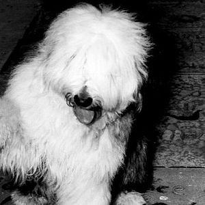Photo Quelle vie de chien