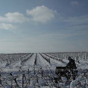 Photo Vendanges