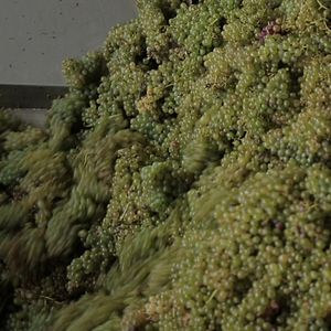 Photo Vendanges