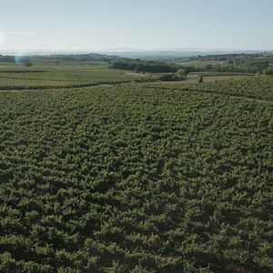 Photo Vendanges