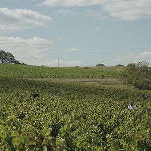 Photo Vendanges