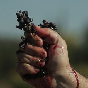 Photo Vendanges