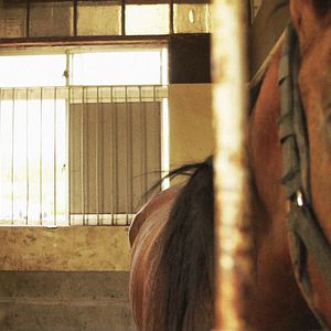 Photo The Horses of Fukushima