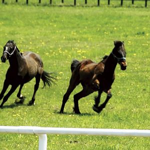 Photo The Horses of Fukushima