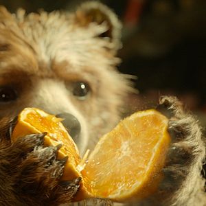 Photo Paddington