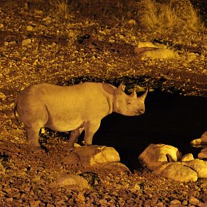 Photo African Safari 3D
