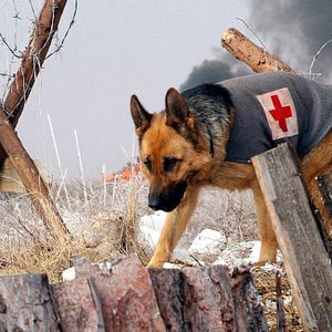 Photo Rintintin