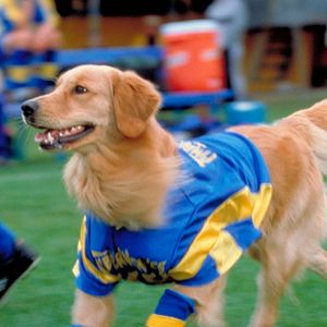 Photo Air Bud 3 (V)