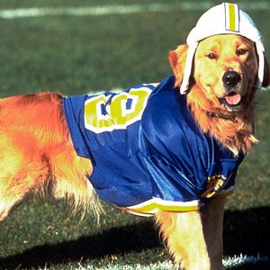 Photo Air Bud 3 (V)