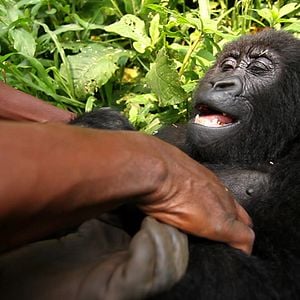 Virunga : Photo