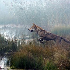 Photo Le Dernier Loup
