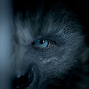 Photo Wolves