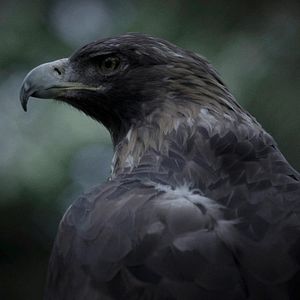 Photo Le Météore