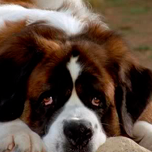Photo Beethoven 5