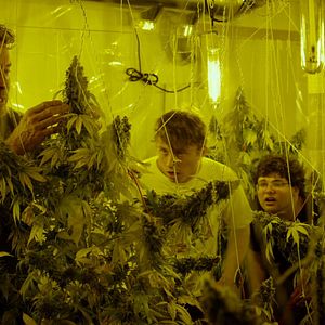 Photo Kid Cannabis
