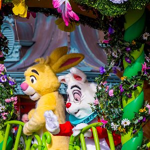 Photo Lapin Blanc