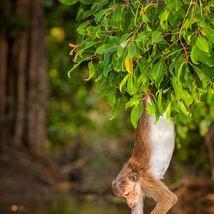 Photo Au Royaume des Singes