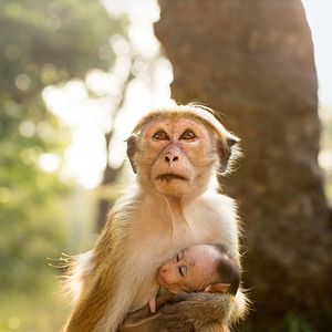 Photo Au Royaume des Singes