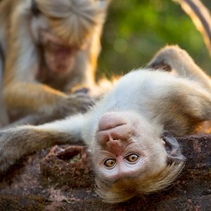 Photo Au Royaume des Singes