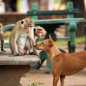 Photo Au Royaume des Singes